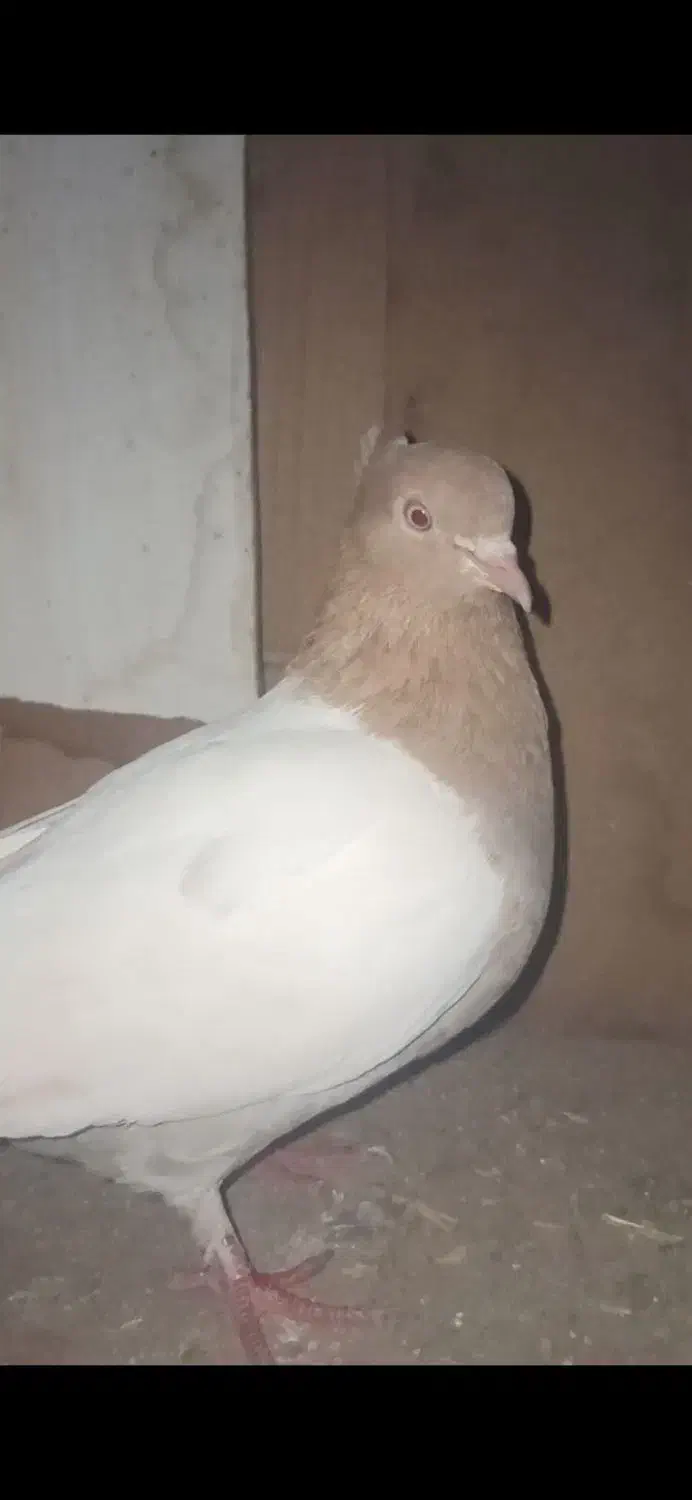 کفتر نقش|پرنده|سده (خراسان جنوبی), |دیوار