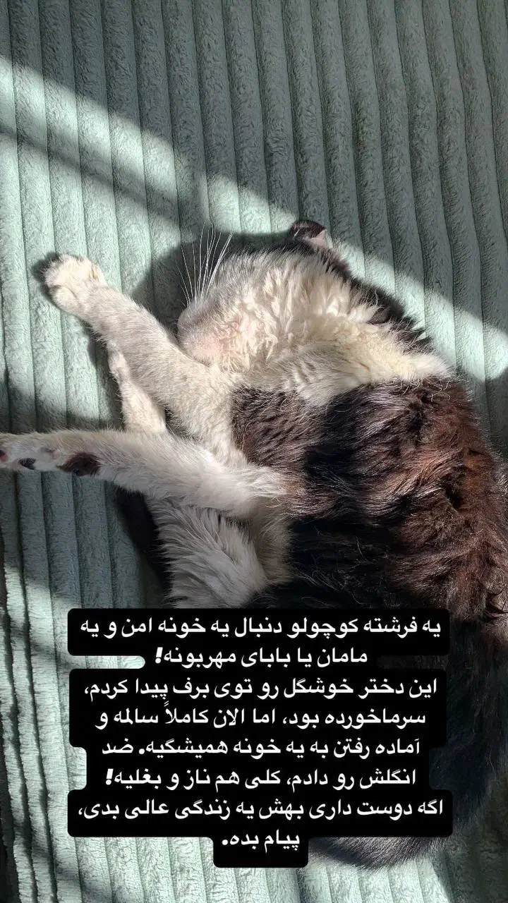 واگذاری رایگان|گربه|دماوند, گیلاوند|دیوار