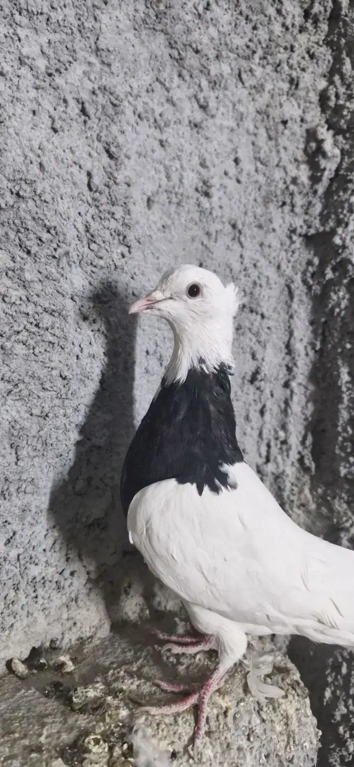 جوجه طوقی سیاه واکسی|پرنده|فرخشهر, |دیوار