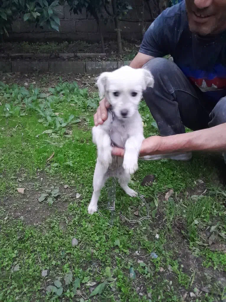 واگذاری سگ نر تریل|سگ|شاندرمن, |دیوار