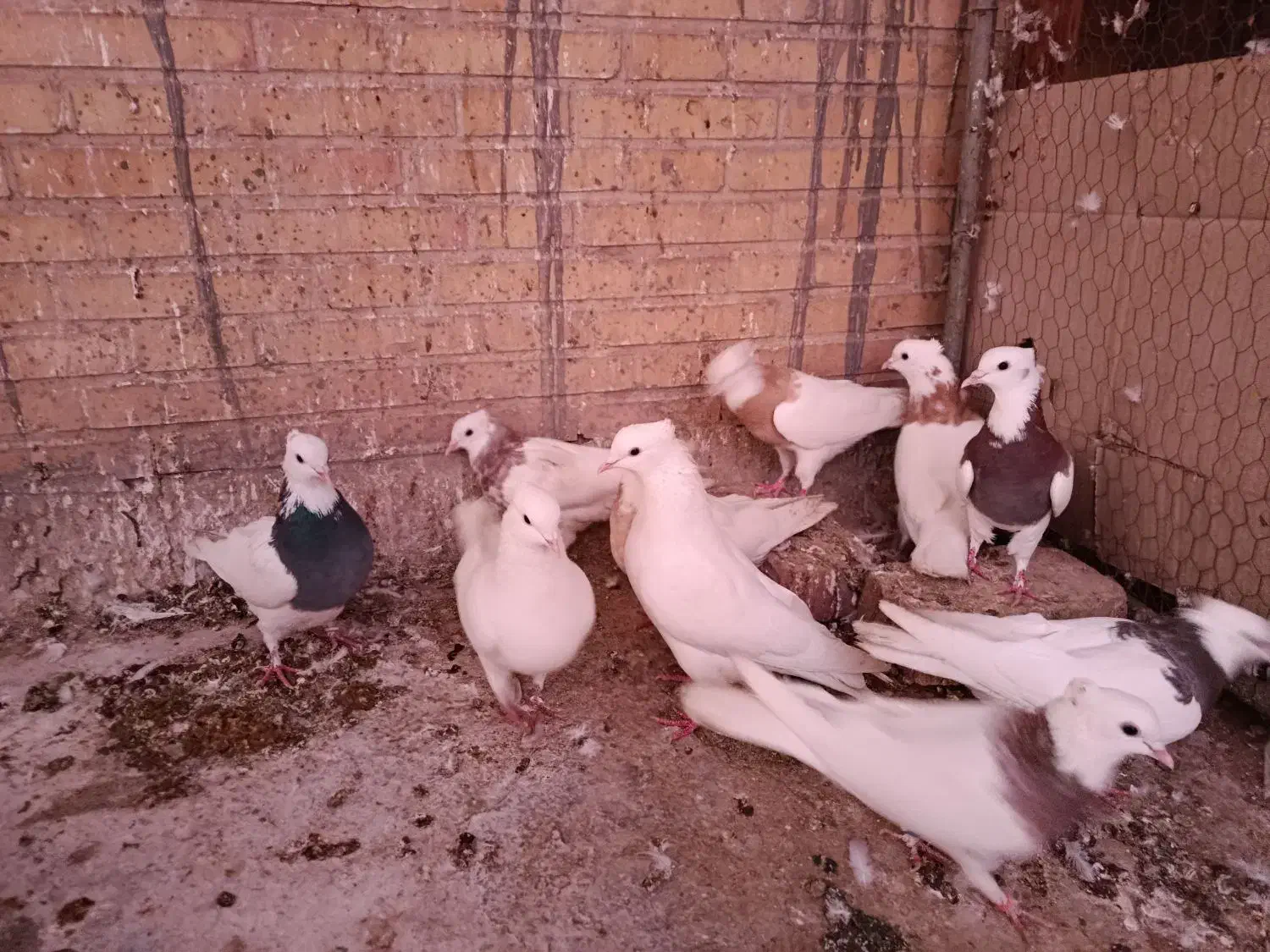 طوقی|پرنده|یزد, |دیوار