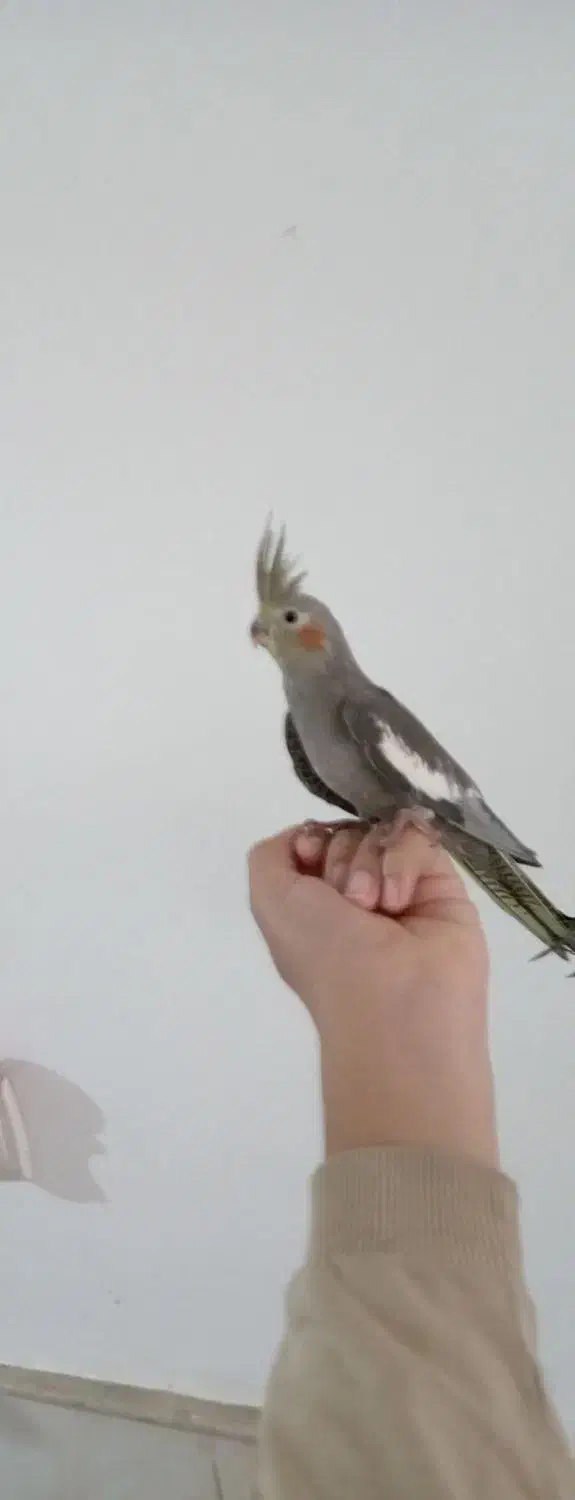 دو عدد عروس هلندی دستی و سالم|پرنده|نیشابور, ابراهیم ادهم|دیوار