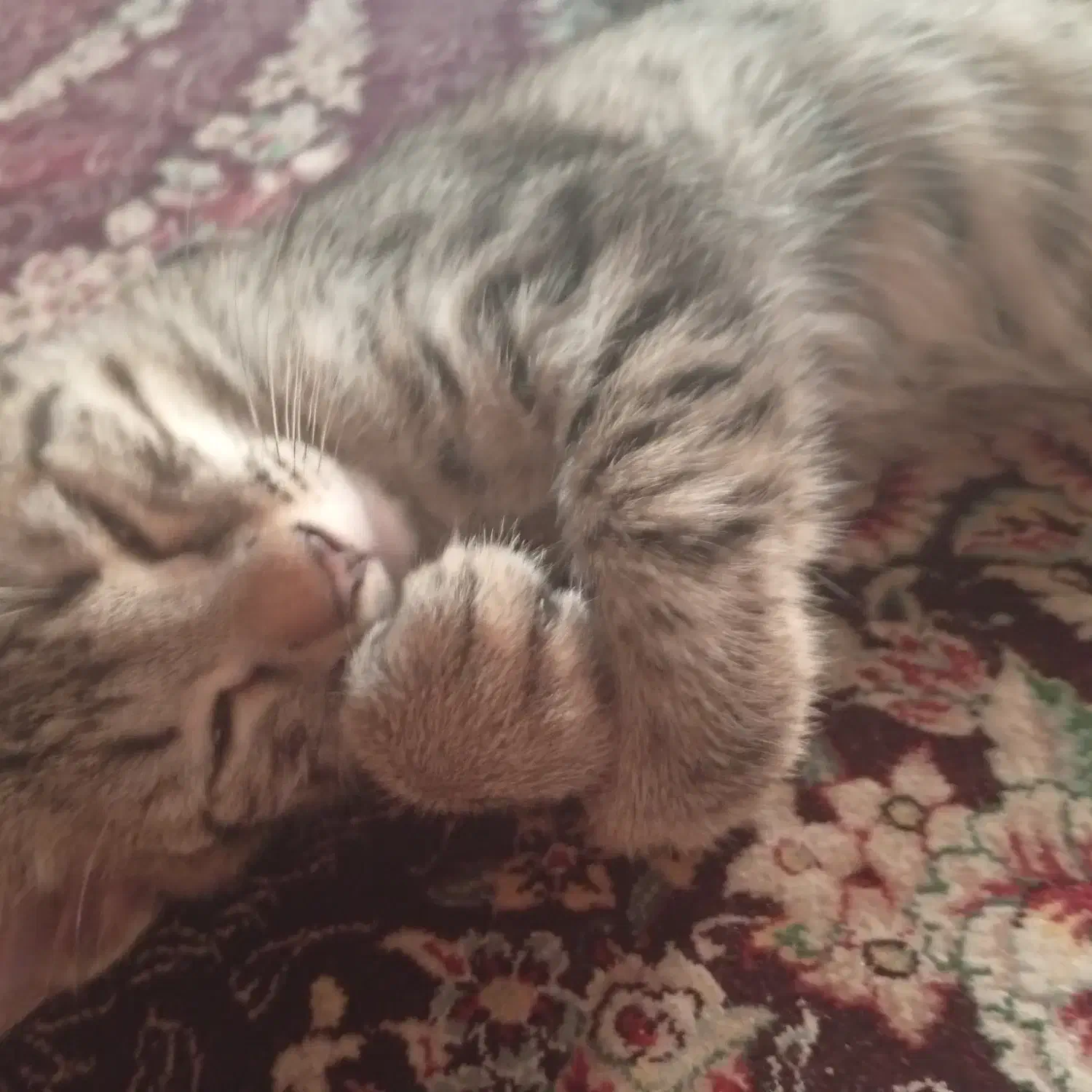 گربه|گربه|گنبد کاووس, |دیوار