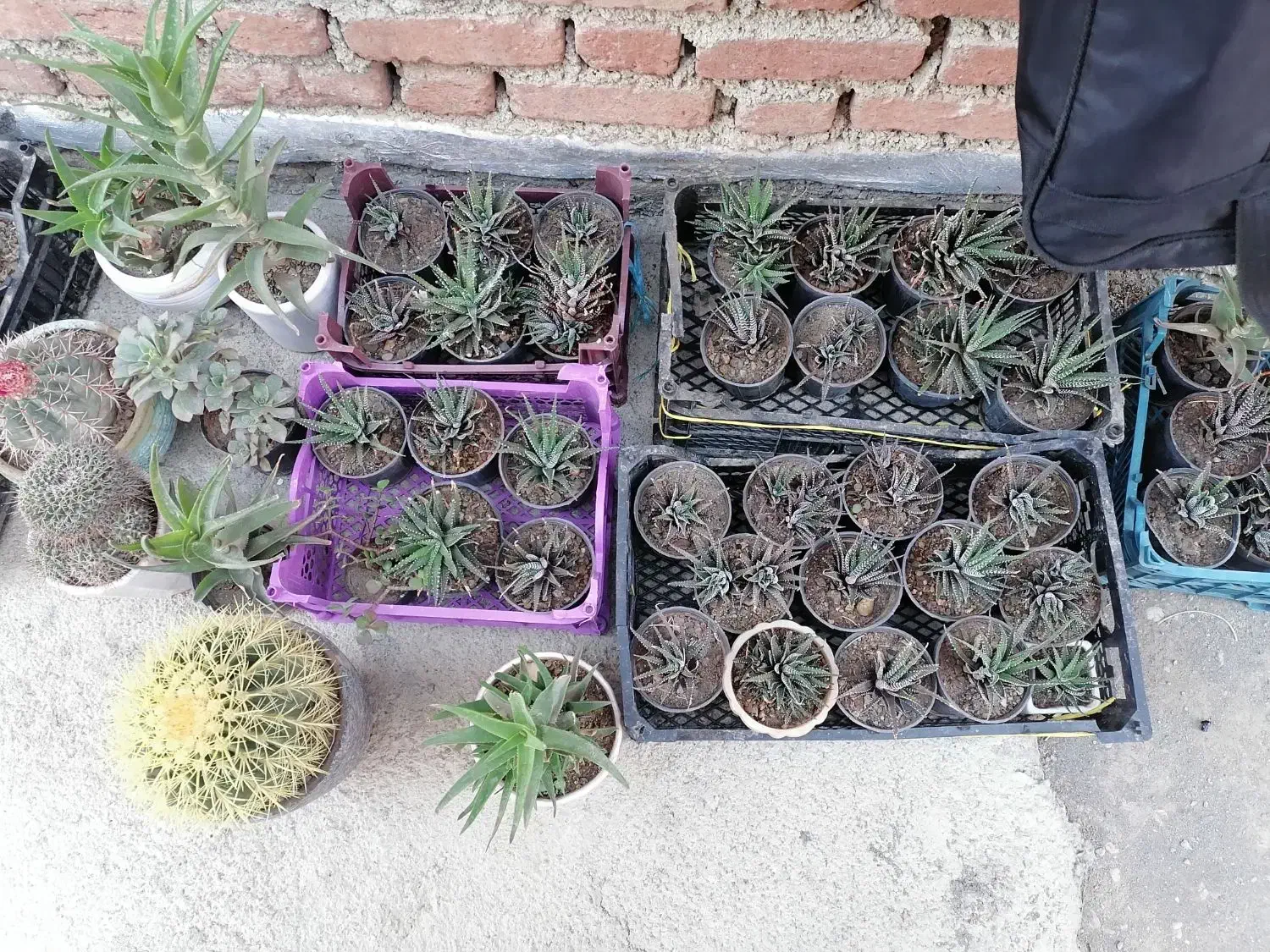 گل های کاکتوس هاورتیا گورخری زیر قیمت|گل و گیاه طبیعی|بهار, |دیوار