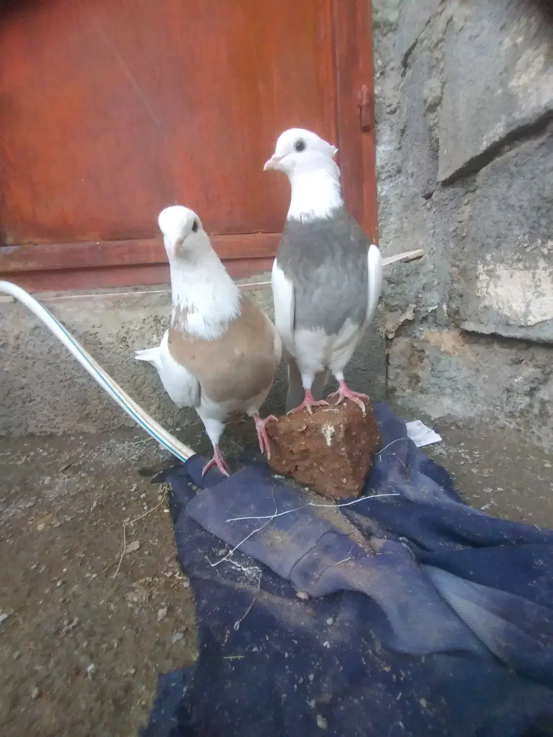 طوقیماده|پرنده|صحنه, |دیوار