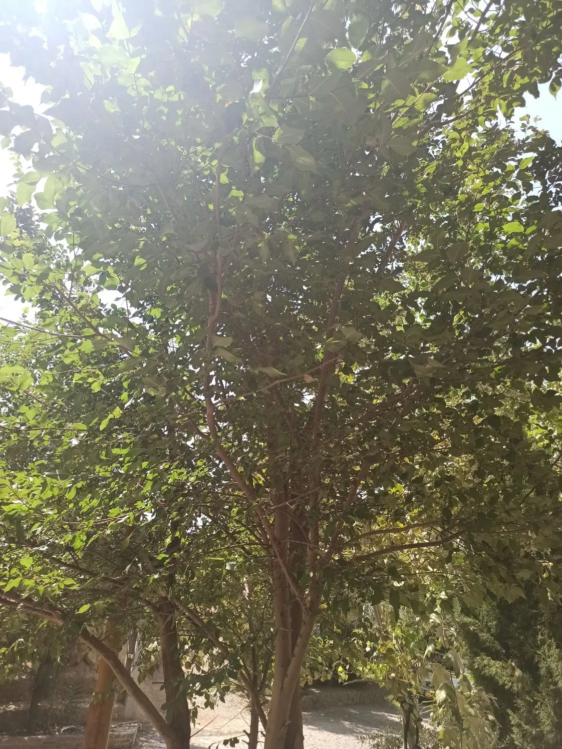 شمال|تور و چارتر|اردکان, |دیوار