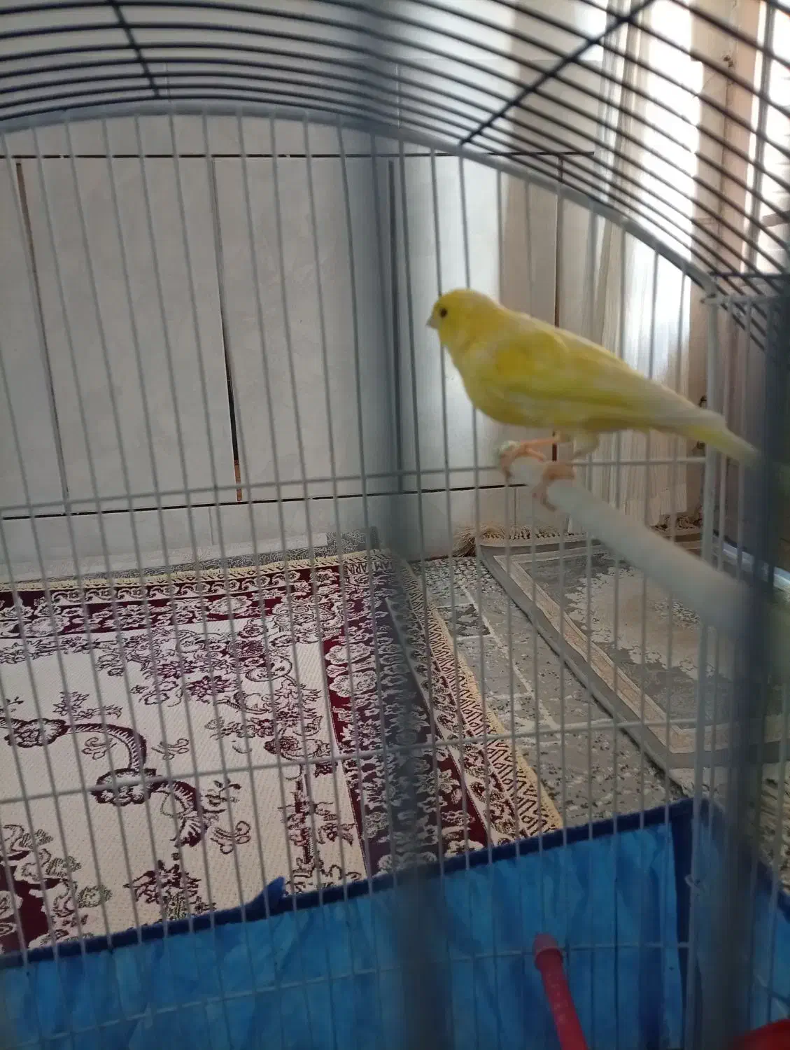 قناری|پرنده|فارسان, |دیوار