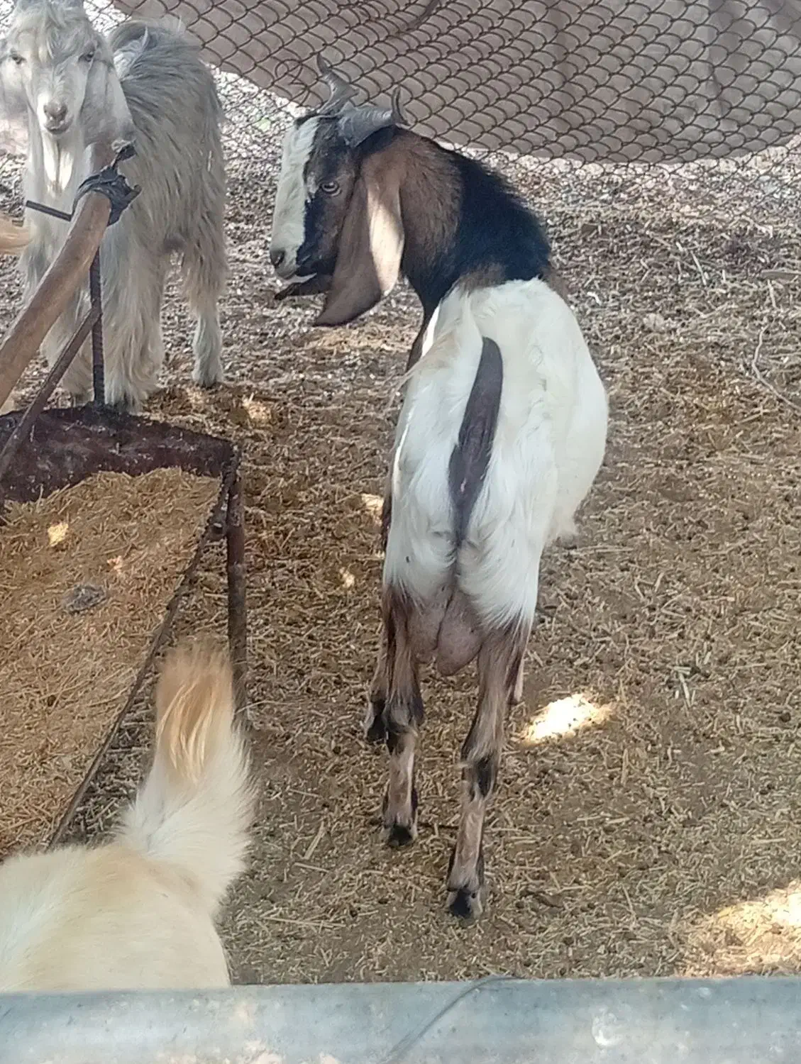 ۴ عدد تره نر درجه یک پاکستانی چاق است|حیوانات مزرعه|کاکی, |دیوار