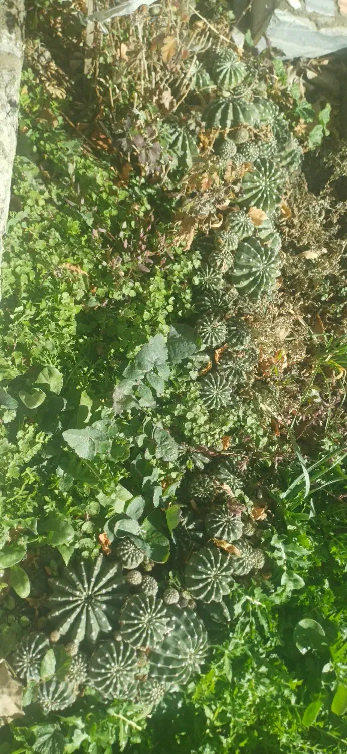 کاکتوس|گل و گیاه طبیعی|کرج, کلاک پایین|دیوار