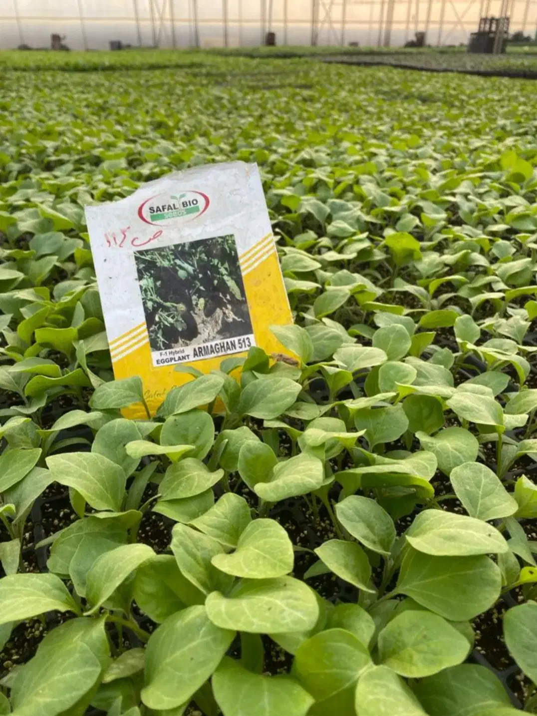 نشا گوجه بادمجان هندوانه ملون جانا و...|خدمات باغبانی و درختکاری|جیرفت, |دیوار