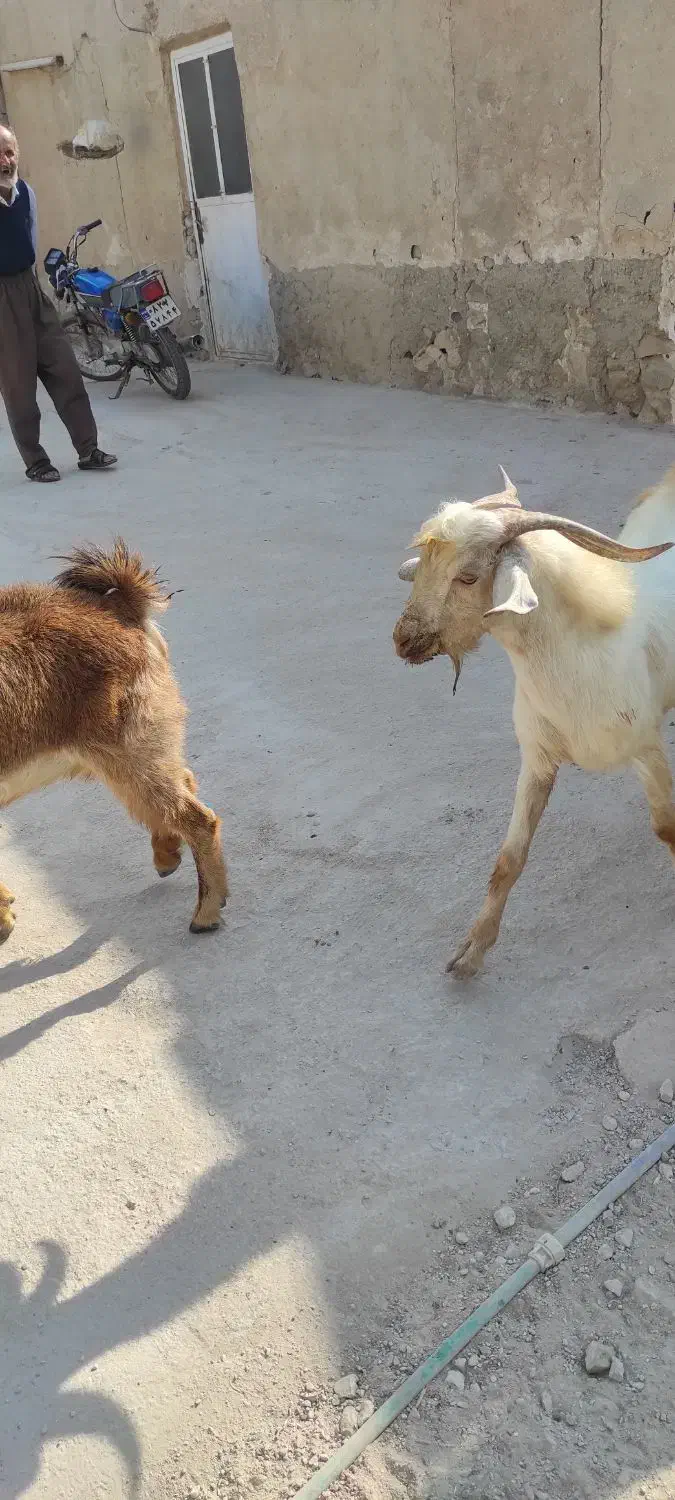 حیوان|حیوانات مزرعه|اهرم, |دیوار