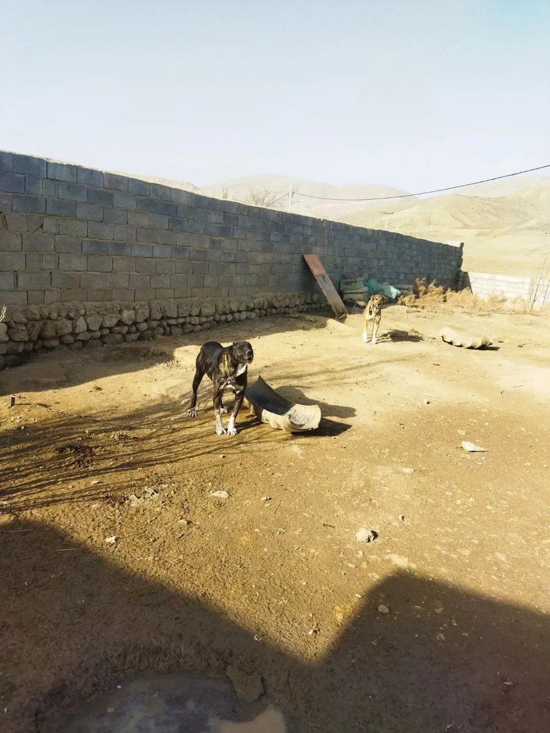 سگ گله|سگ|گرمخان, |دیوار