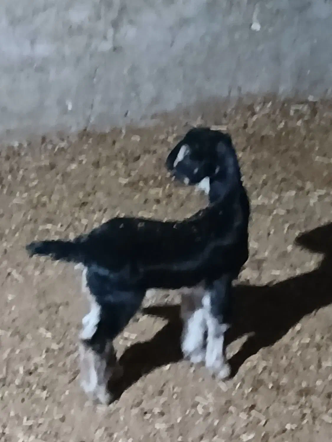 میش|حیوانات مزرعه|کازرون, |دیوار