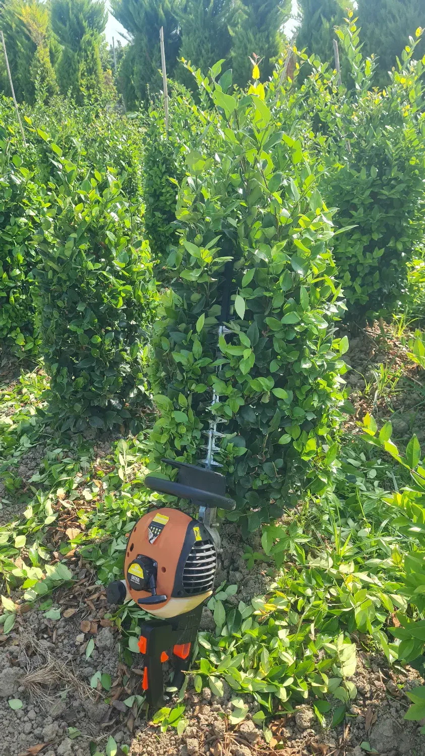 فروش درختچه یاس هلندی توپی و مخروطی|گل و گیاه طبیعی|بهنمیر, |دیوار