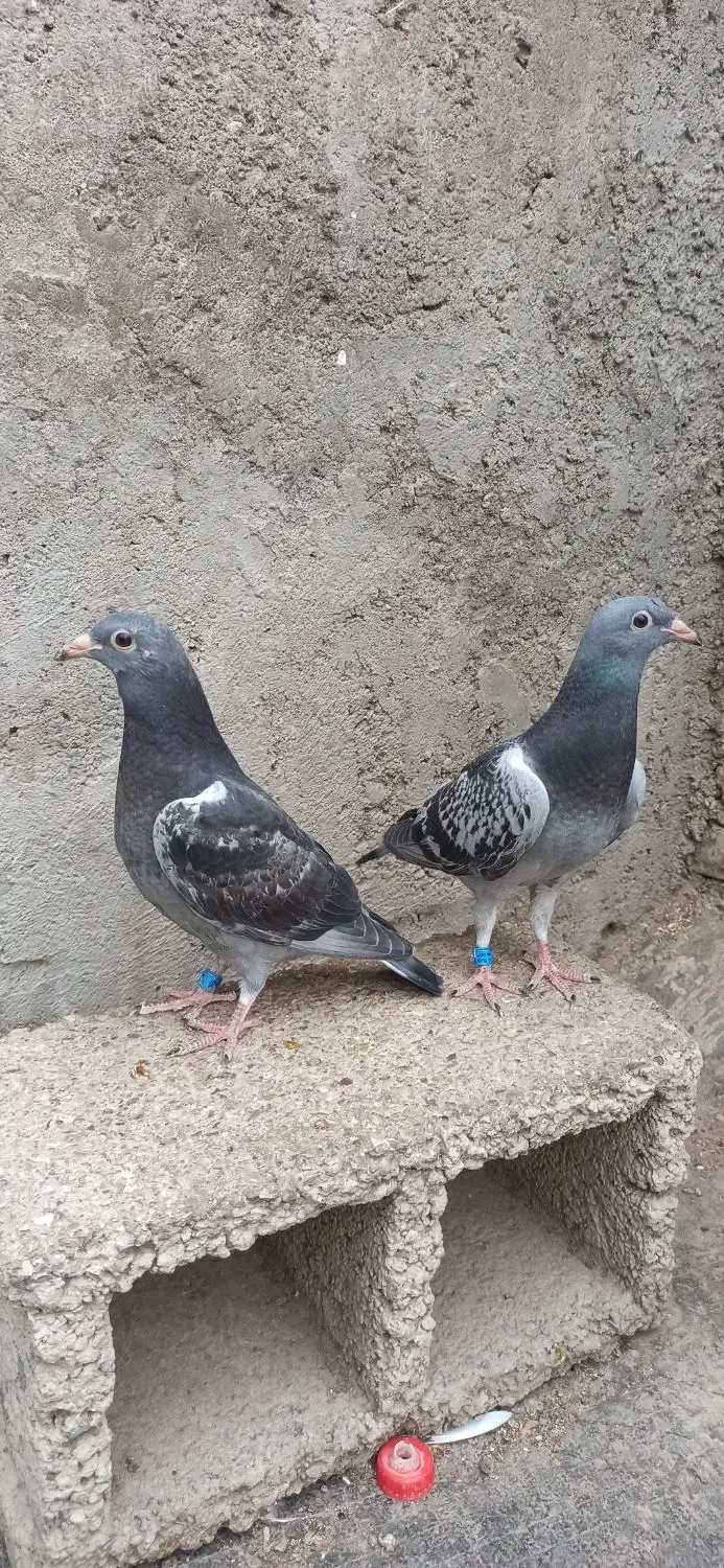 جوجه اردن|پرنده|دزفول, |دیوار