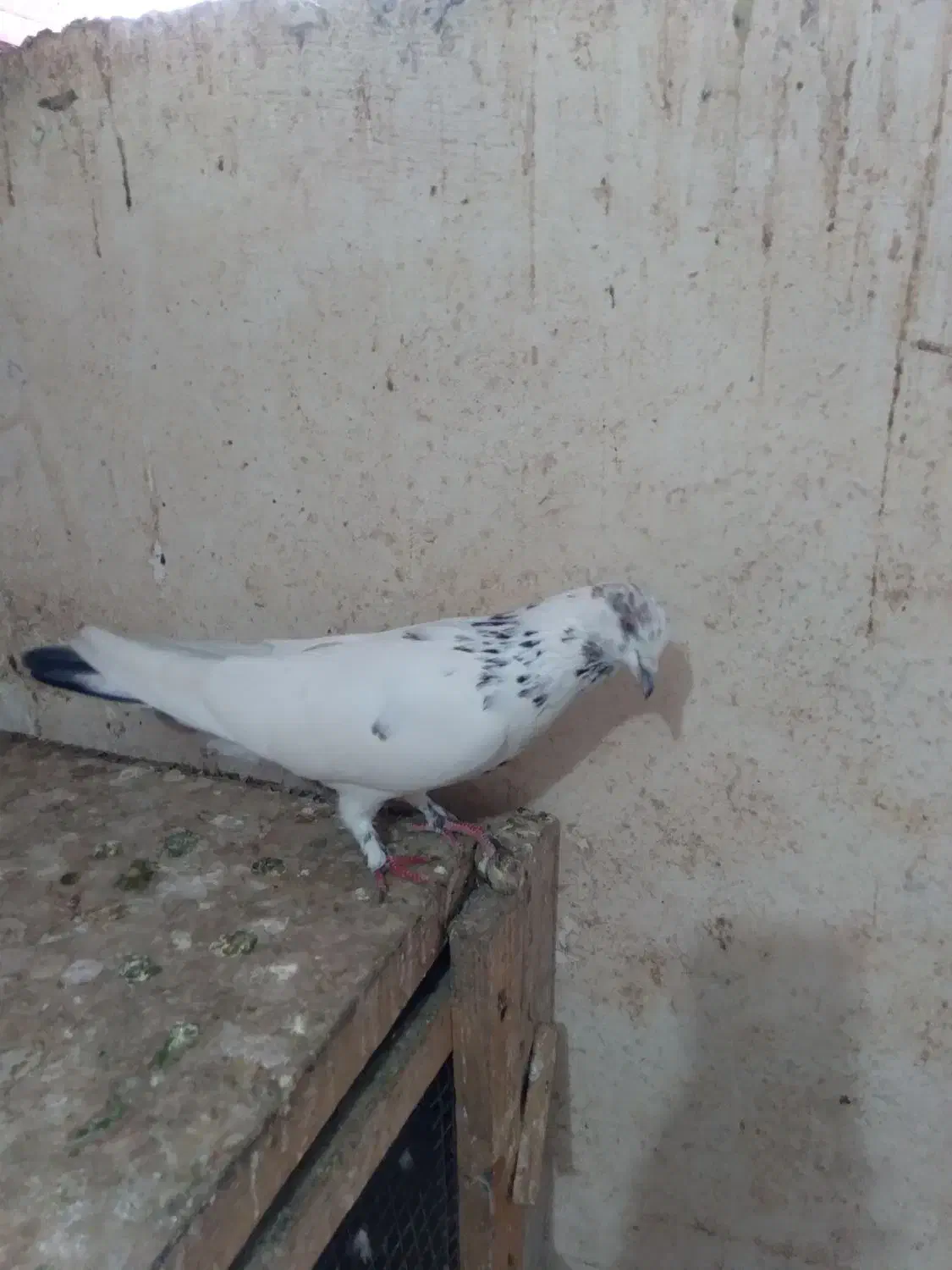 کبوتر اصیل قم|پرنده|رودسر, |دیوار