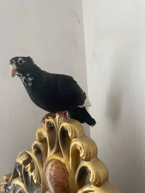 کفتر|پرنده|زرند, |دیوار