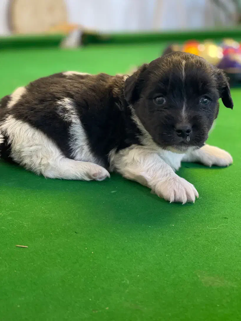 سگ تریر دوهفتشونه|سگ|مشهد, هنرستان|دیوار