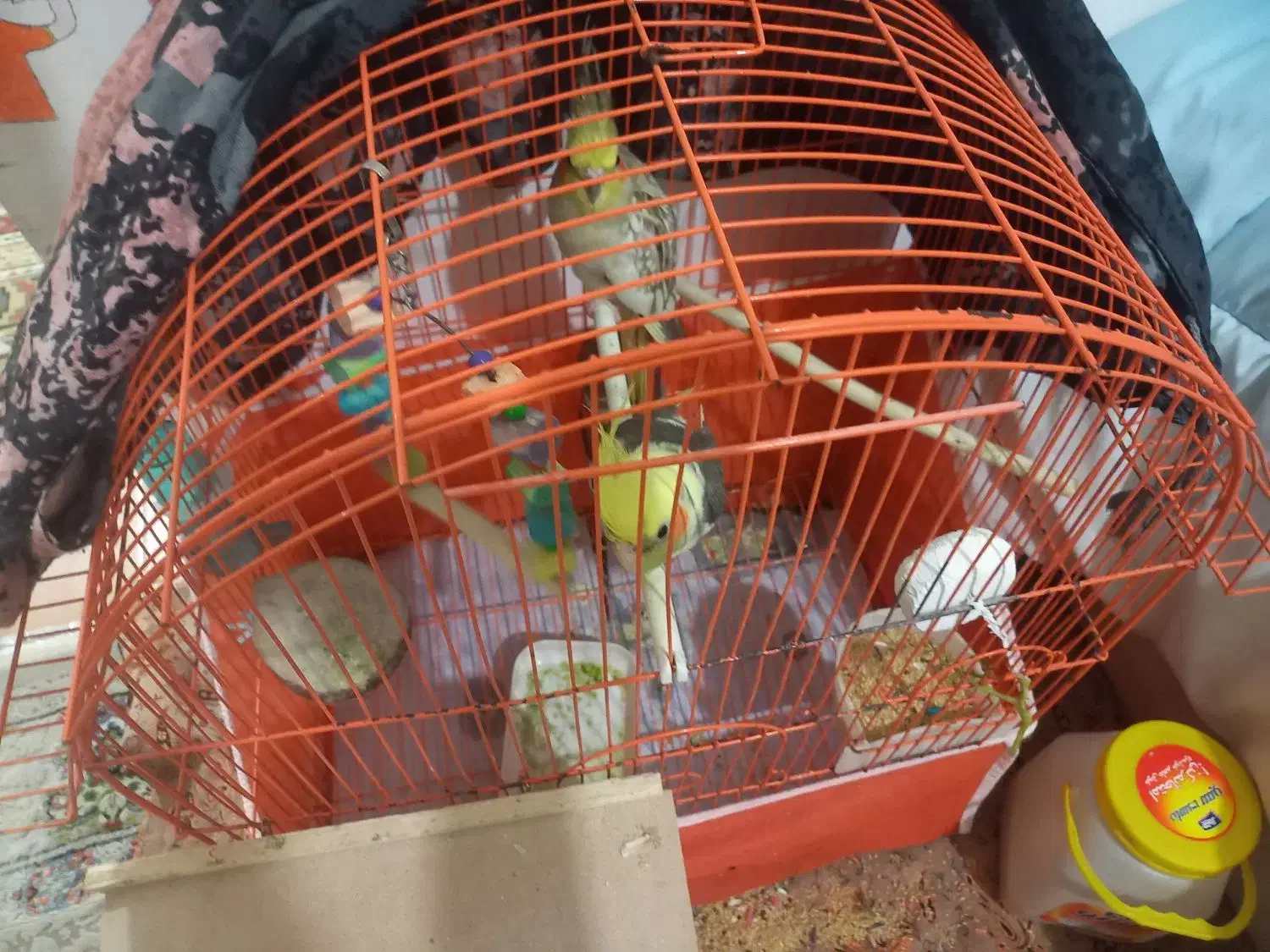 طوطی عروس هلندی جفت جوجه زا|پرنده|رشت, دیانتی|دیوار