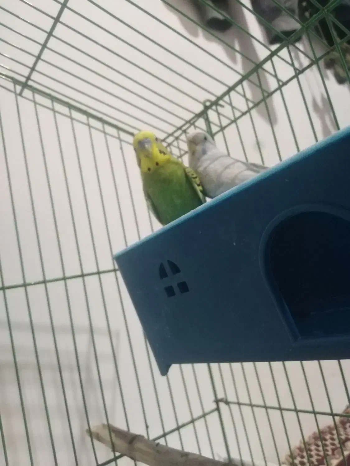 2عدد مرغ عشق نر و ماده|پرنده|کلاترزان, |دیوار