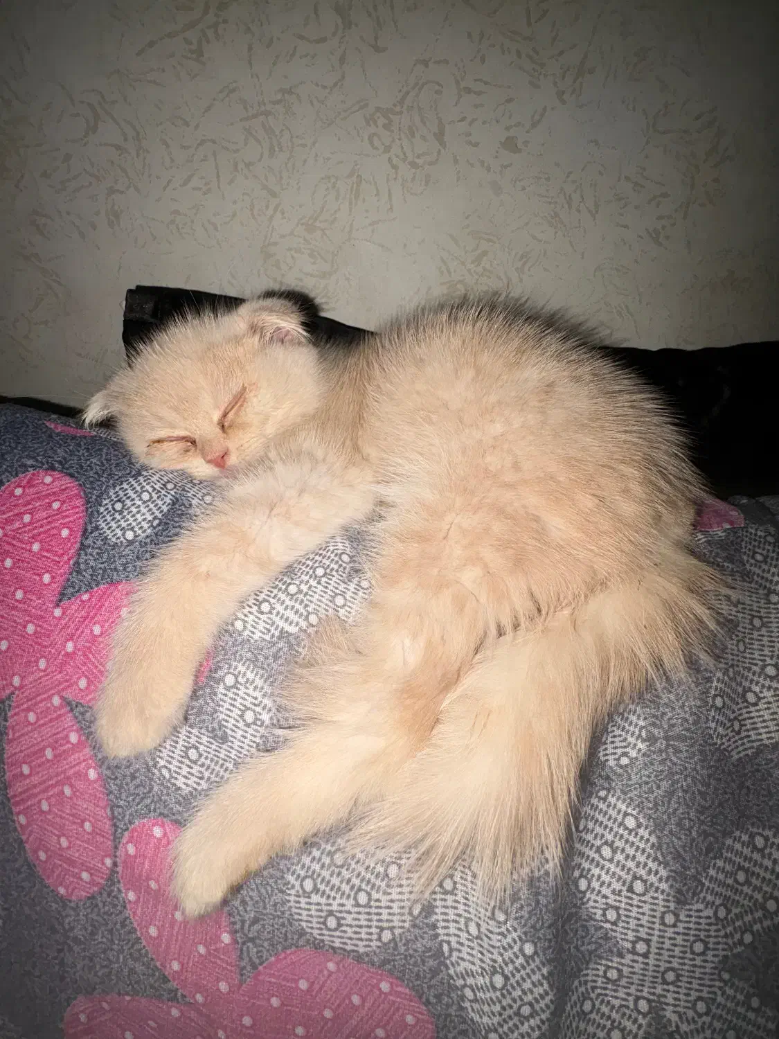 گربه|گربه|بندرعباس, |دیوار