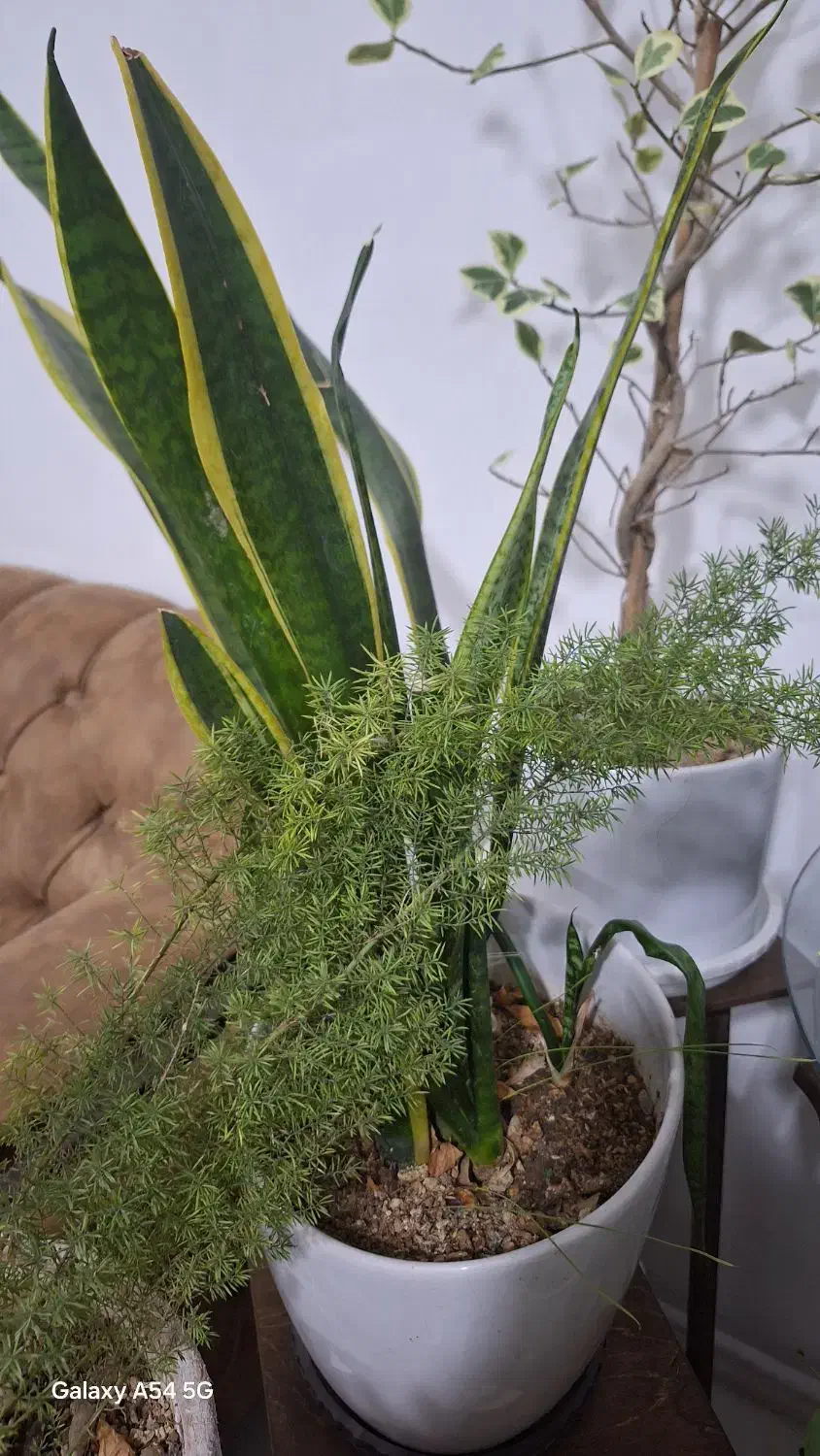 گلهای زیبا|گل و گیاه طبیعی|سلماس, |دیوار