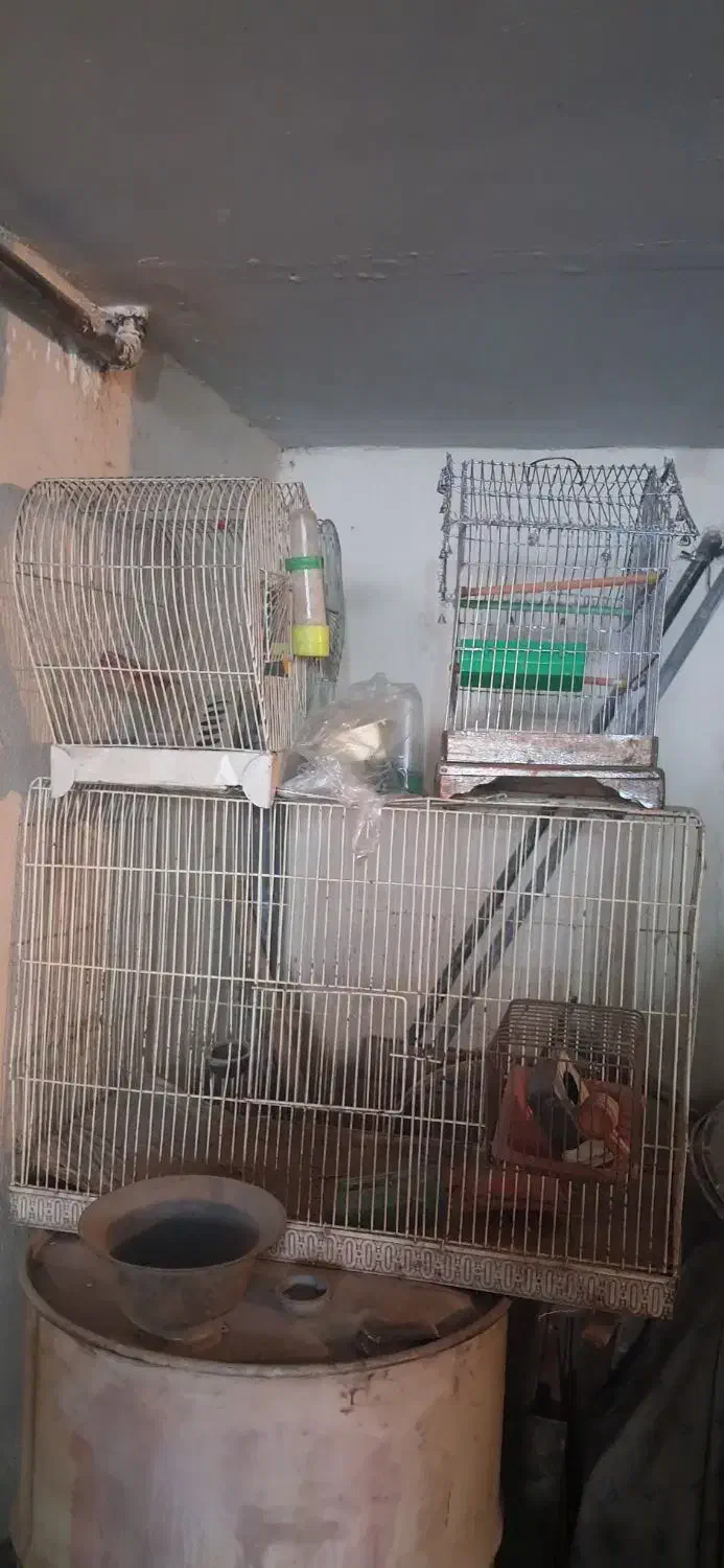 قفس پرندگان|لوازم جانبی حیوانات|اردبیل, |دیوار