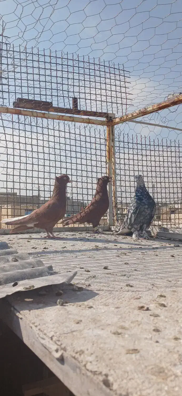 کفتر دم سفید نر|پرنده|شیراز, شیخ علی چوپان|دیوار