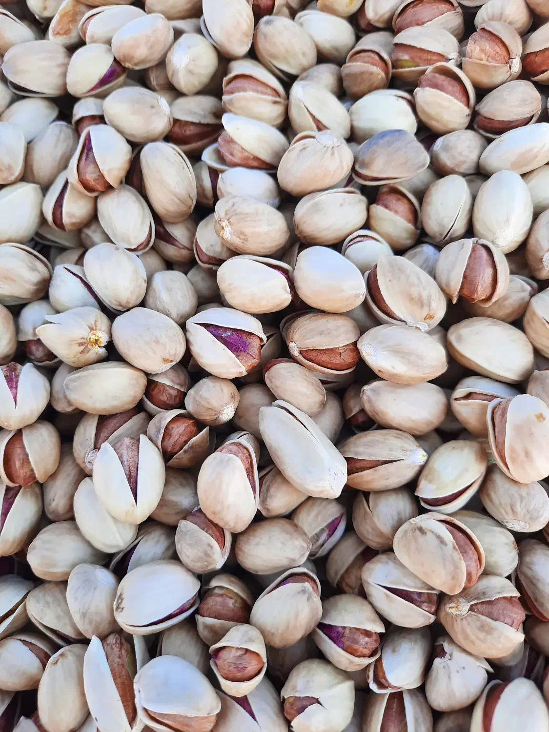 پسته|خوردنی و آشامیدنی|مهریز, |دیوار