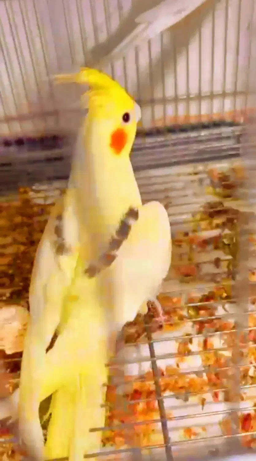 تعدادی عروس هلندی جفتی وتکی|پرنده|شیراز, گویم|دیوار