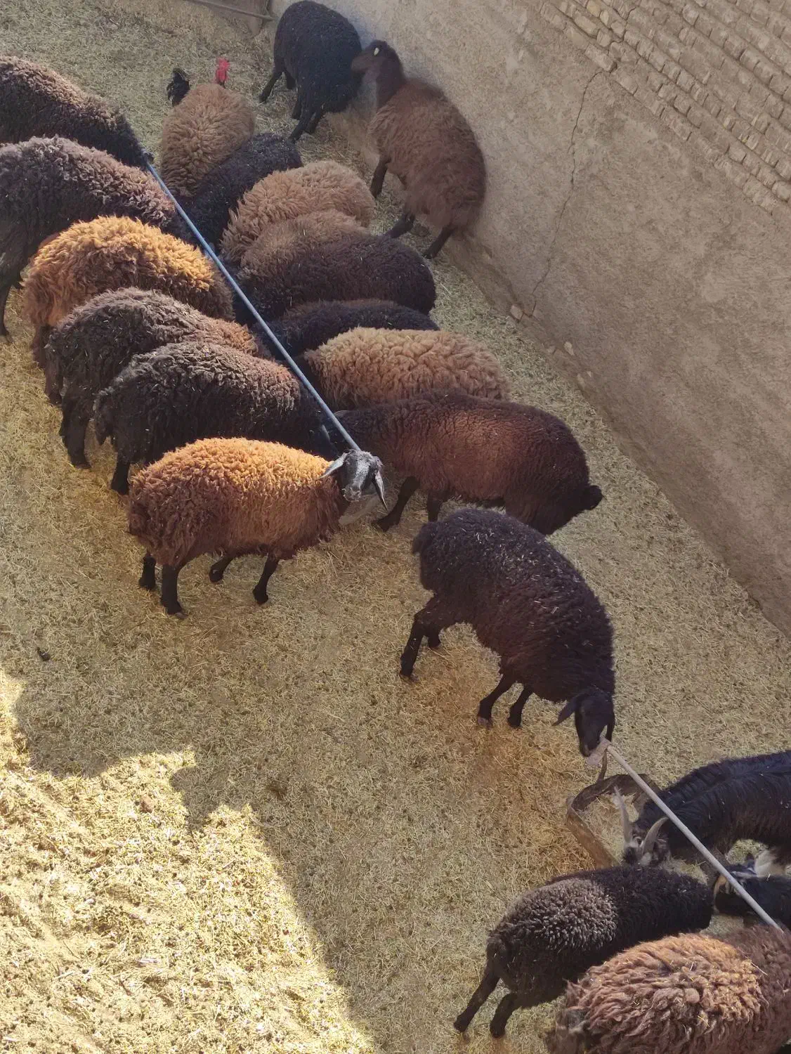 بره نر وماده|حیوانات مزرعه|پاکدشت, پاکدشت (مامازند)|دیوار