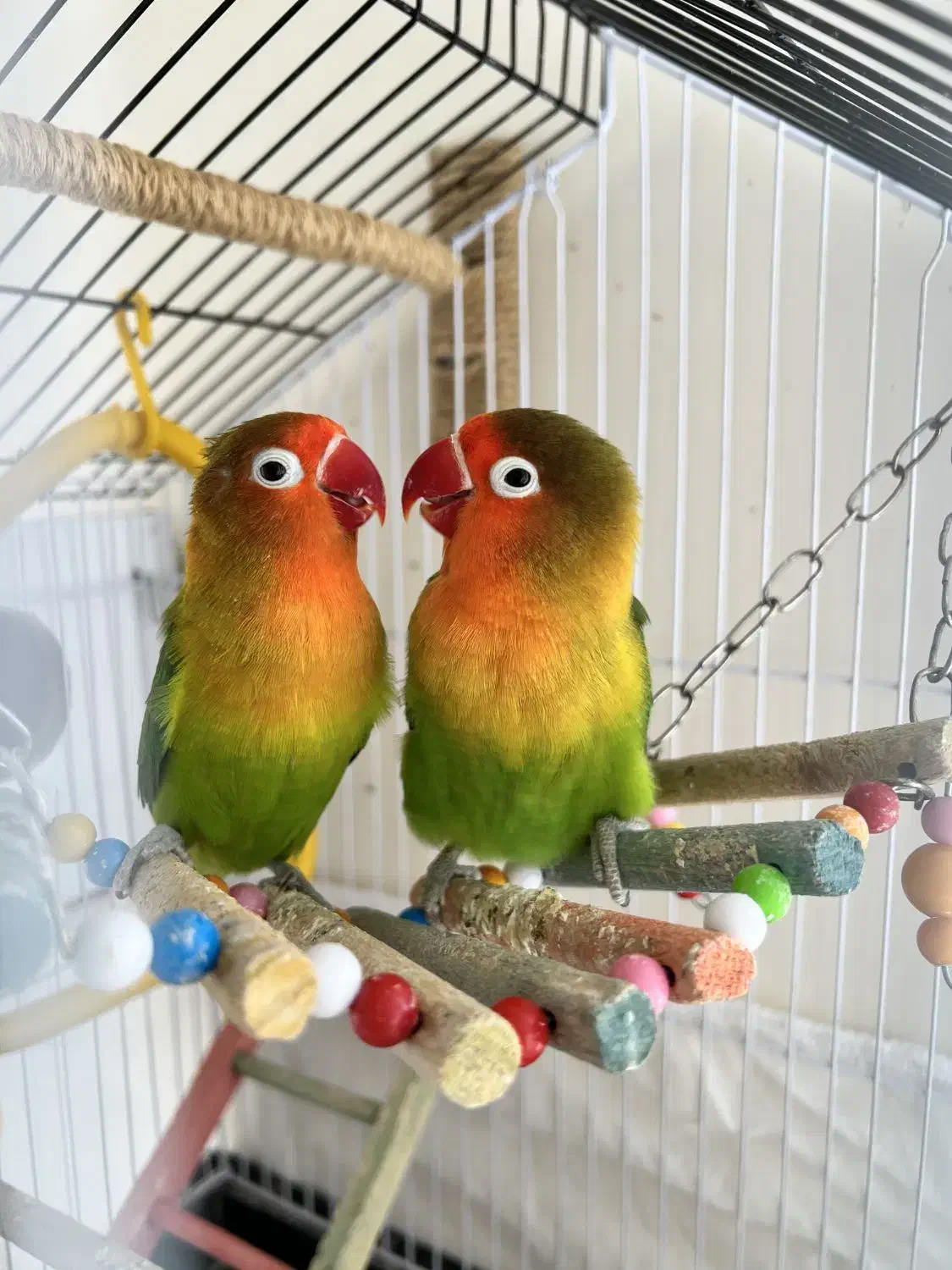 کوتوله برزیلی|پرنده|سهند, |دیوار