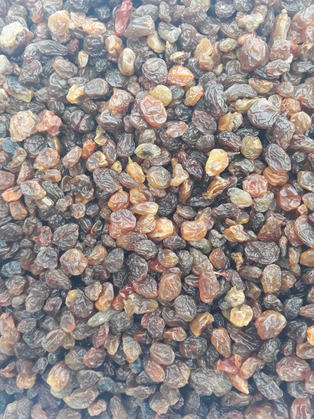 کشمش ممتاز|خوردنی و آشامیدنی|کرمانشاه, |دیوار