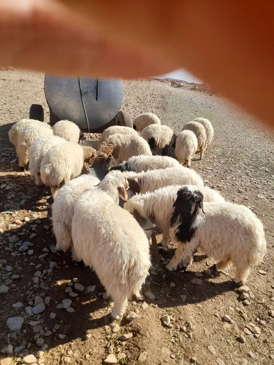 بره|حیوانات مزرعه|آبدانان, |دیوار