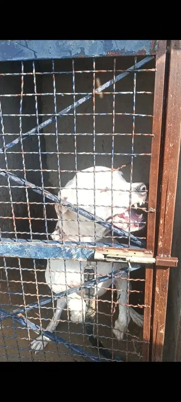 سگ داگو اصیل|سگ|کرج, گلشهر|دیوار