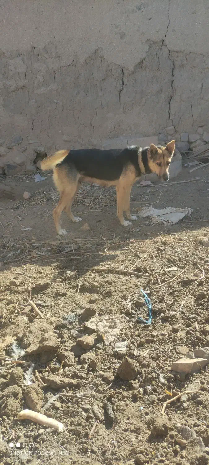 سگ ژرمن ماده|سگ|شاهرود, |دیوار