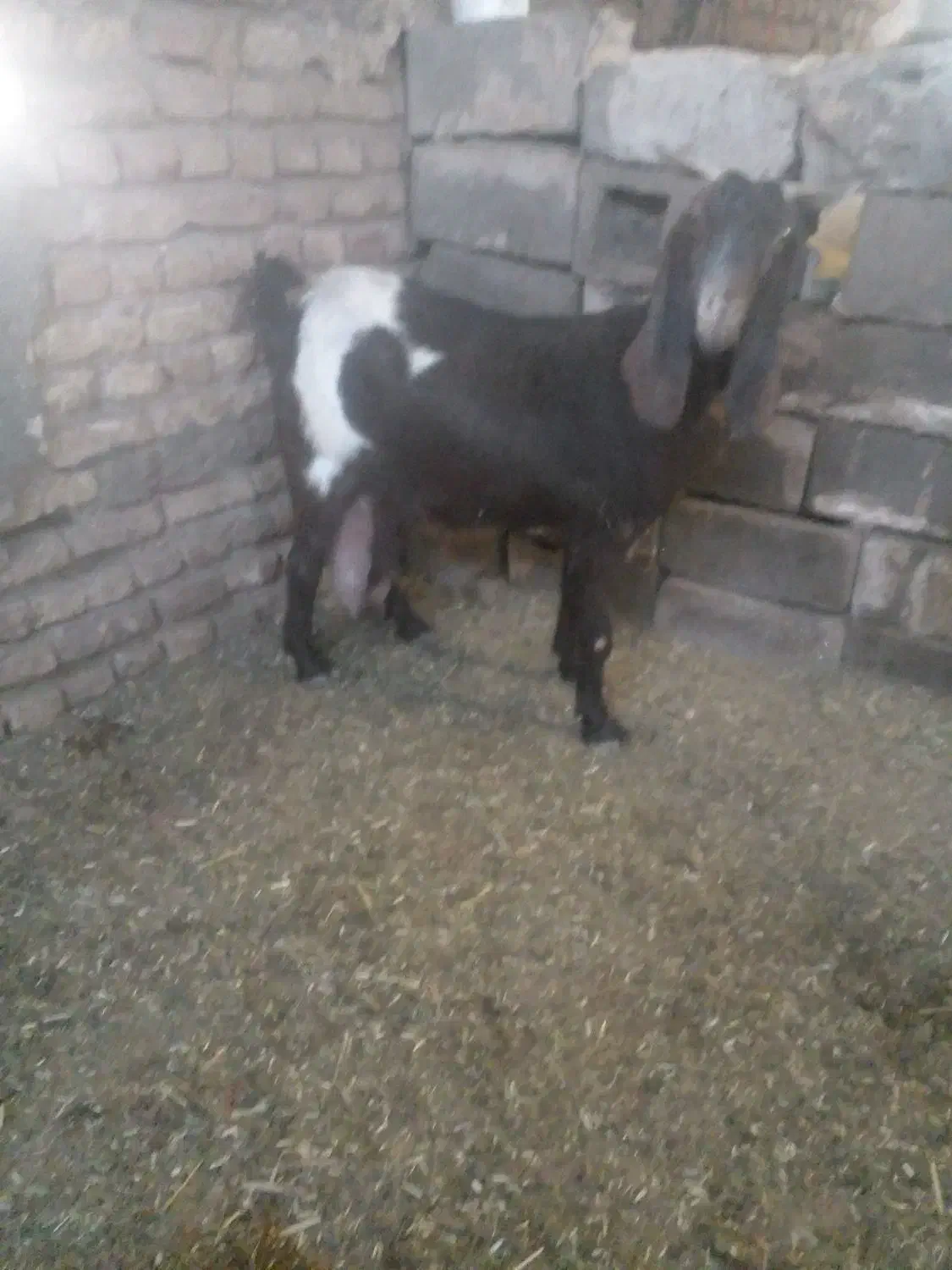 شیر بز|حیوانات مزرعه|تربت جام, کشتارگاه|دیوار