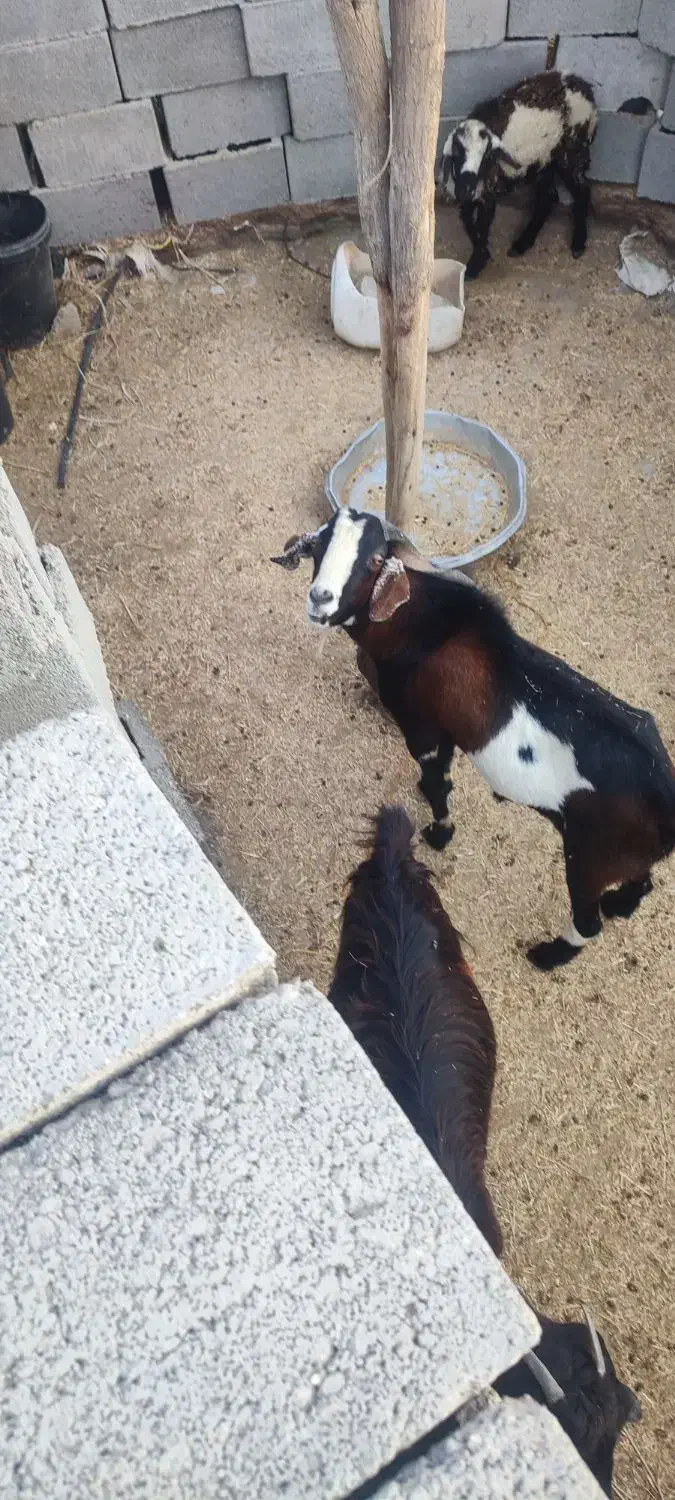 تعدادی گوسفند فروشی|حیوانات مزرعه|توکهور, |دیوار