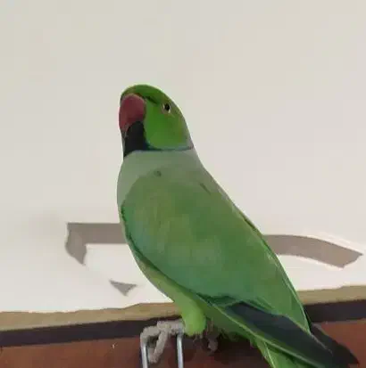 طوطی ملنگو|پرنده|سنندج, |دیوار