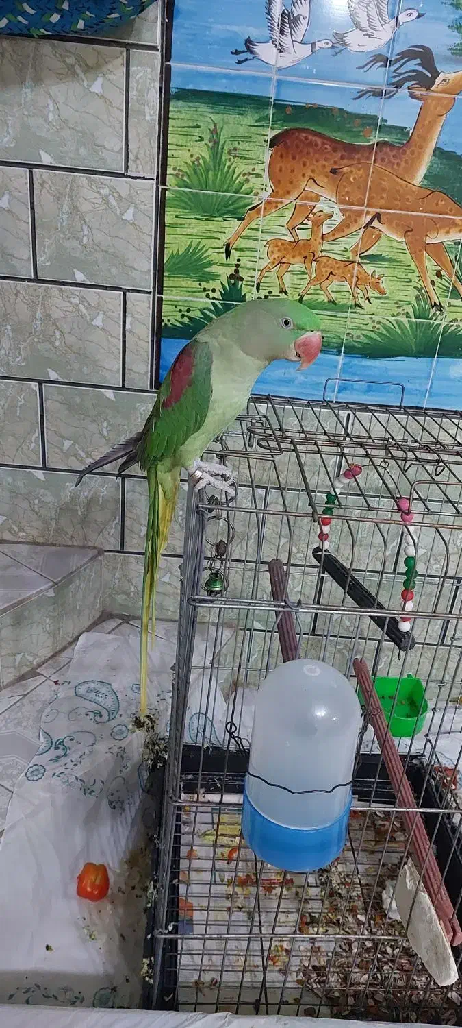 شاه طوطی ماده دو ساله|پرنده|شوش, |دیوار