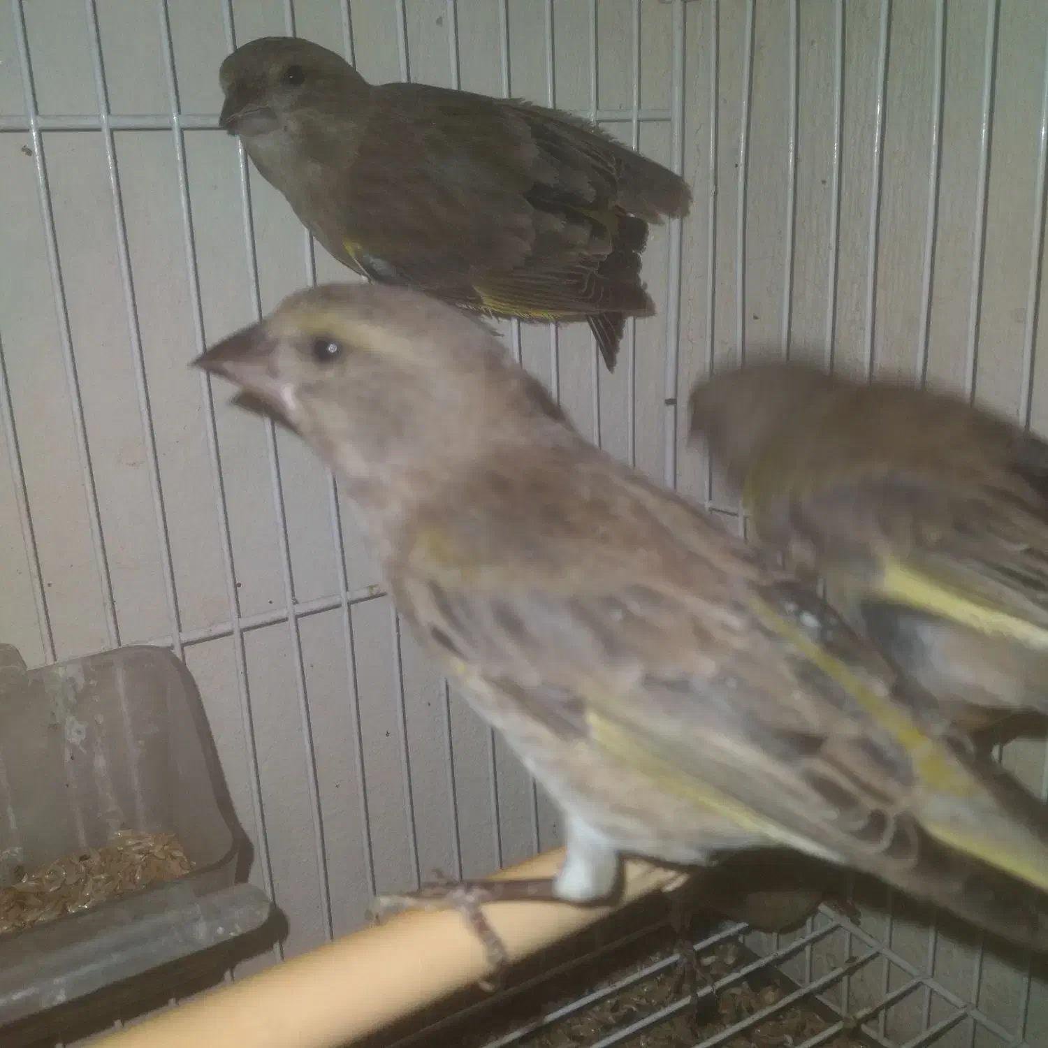 سره|پرنده|خمینیشهر, |دیوار