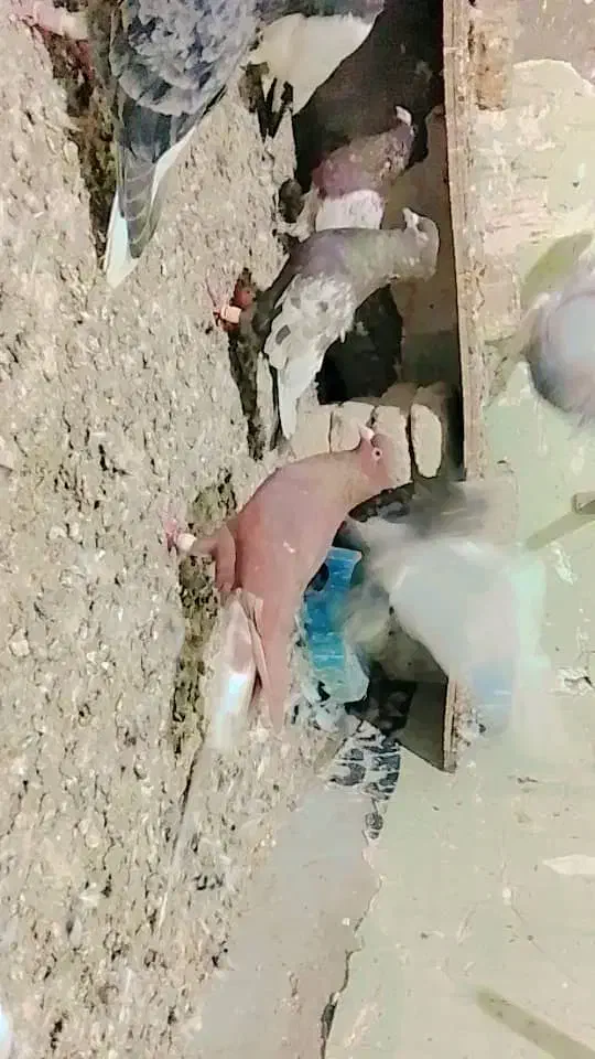 کبوتررنگی قزوینی|پرنده|کرخه, |دیوار