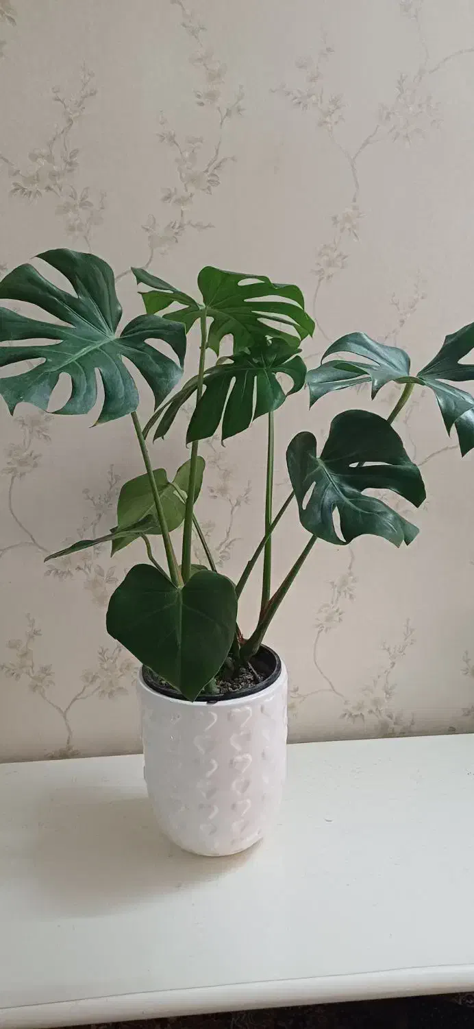 گل طبیعی|گل و گیاه طبیعی|مشهد, خرمشهر|دیوار