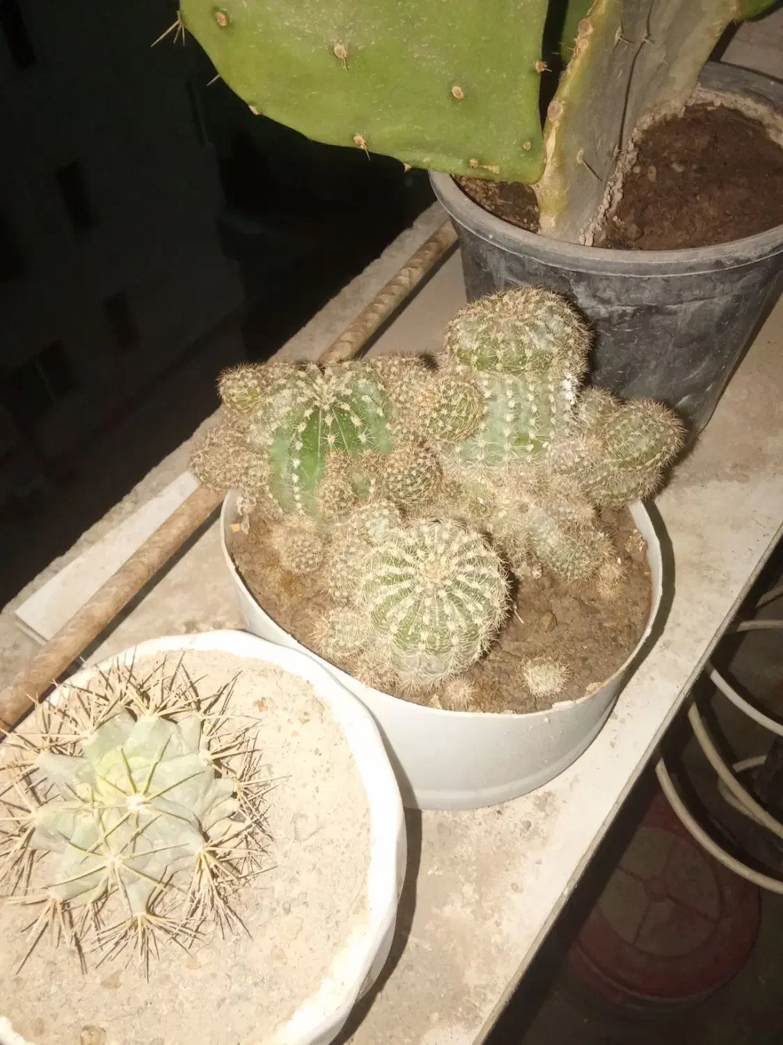 گل.گیاه کاکتوس|گل و گیاه طبیعی|هشتگرد, شهرک پارسیان|دیوار