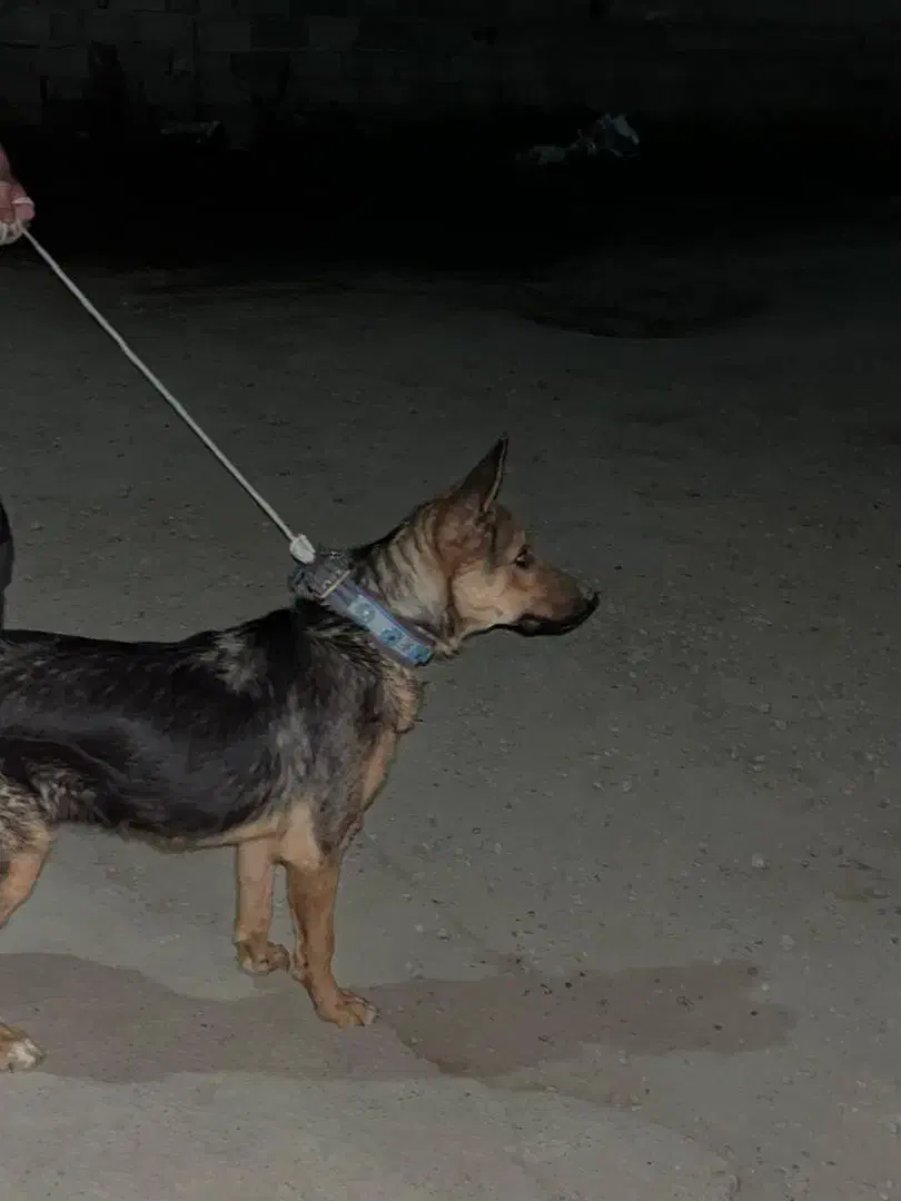 سگ ژرمن شیالو نر و ماده|سگ|گنبد کاووس, |دیوار