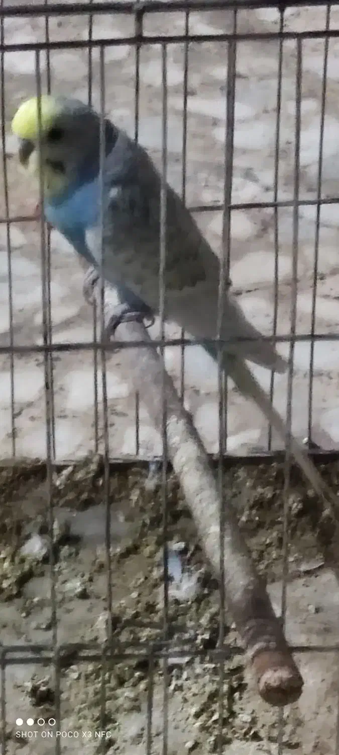 یک عدد مرغ عشق نر اسپانگل با قفس|پرنده|بندر گناوه, |دیوار