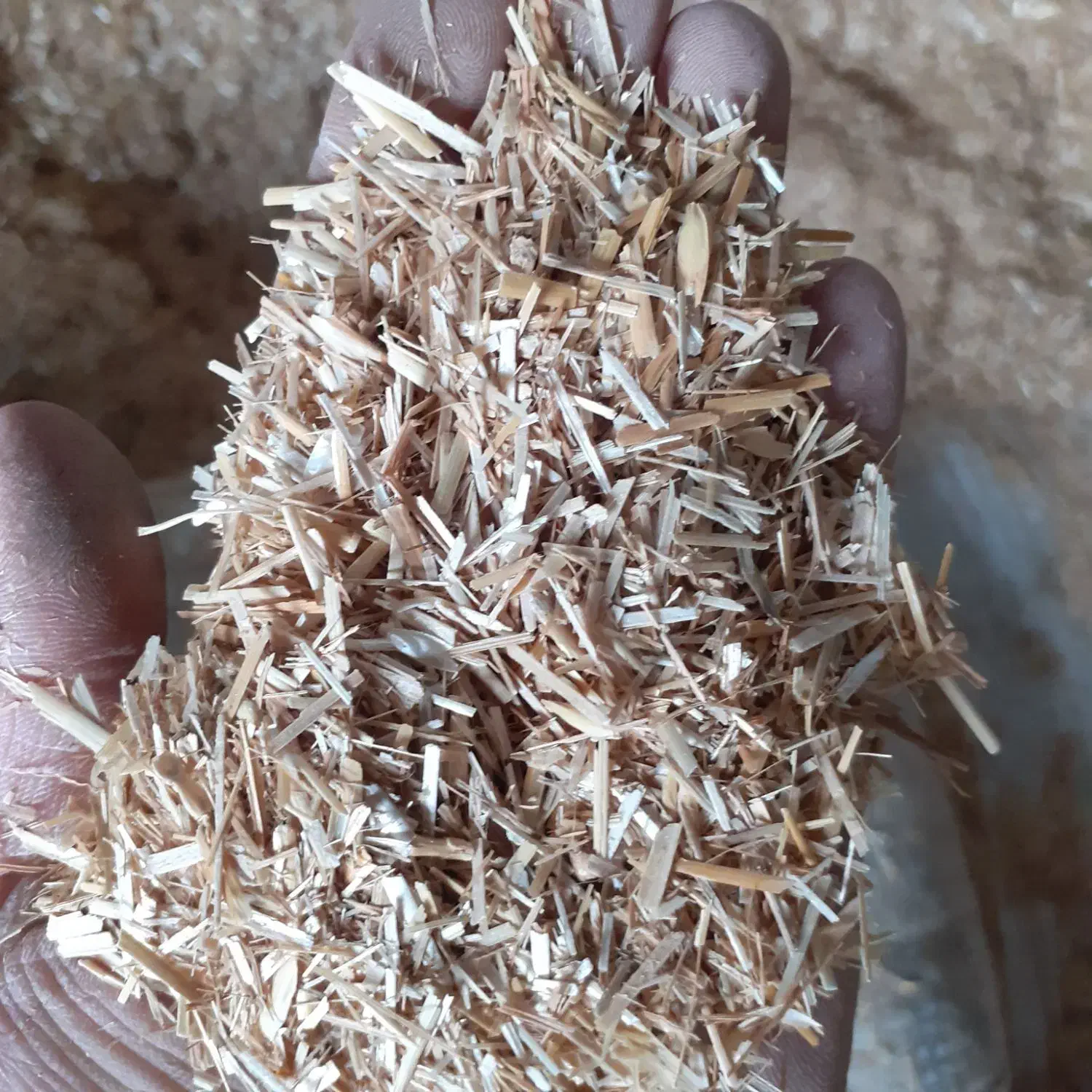 کاه گندم  سفید خالص و درجه یک|عمده‌فروشی|گنبد کاووس, |دیوار