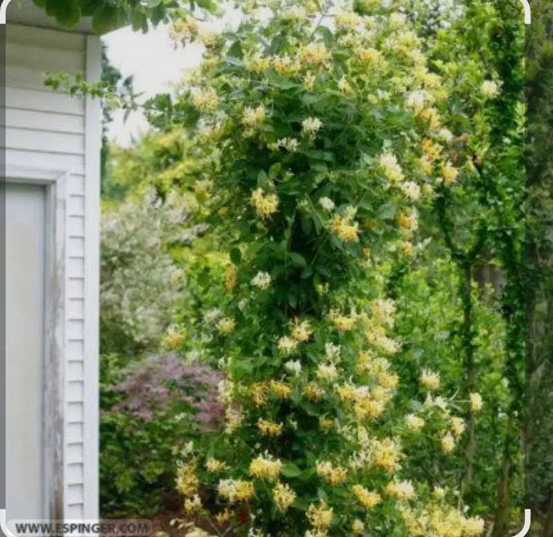 گل یاس|گل و گیاه طبیعی|تربت جام, میان جام|دیوار