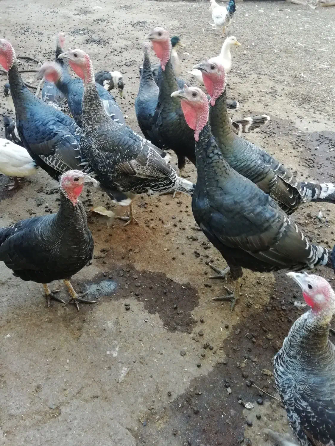 بوقلمون|حیوانات مزرعه|بیرانوند, |دیوار