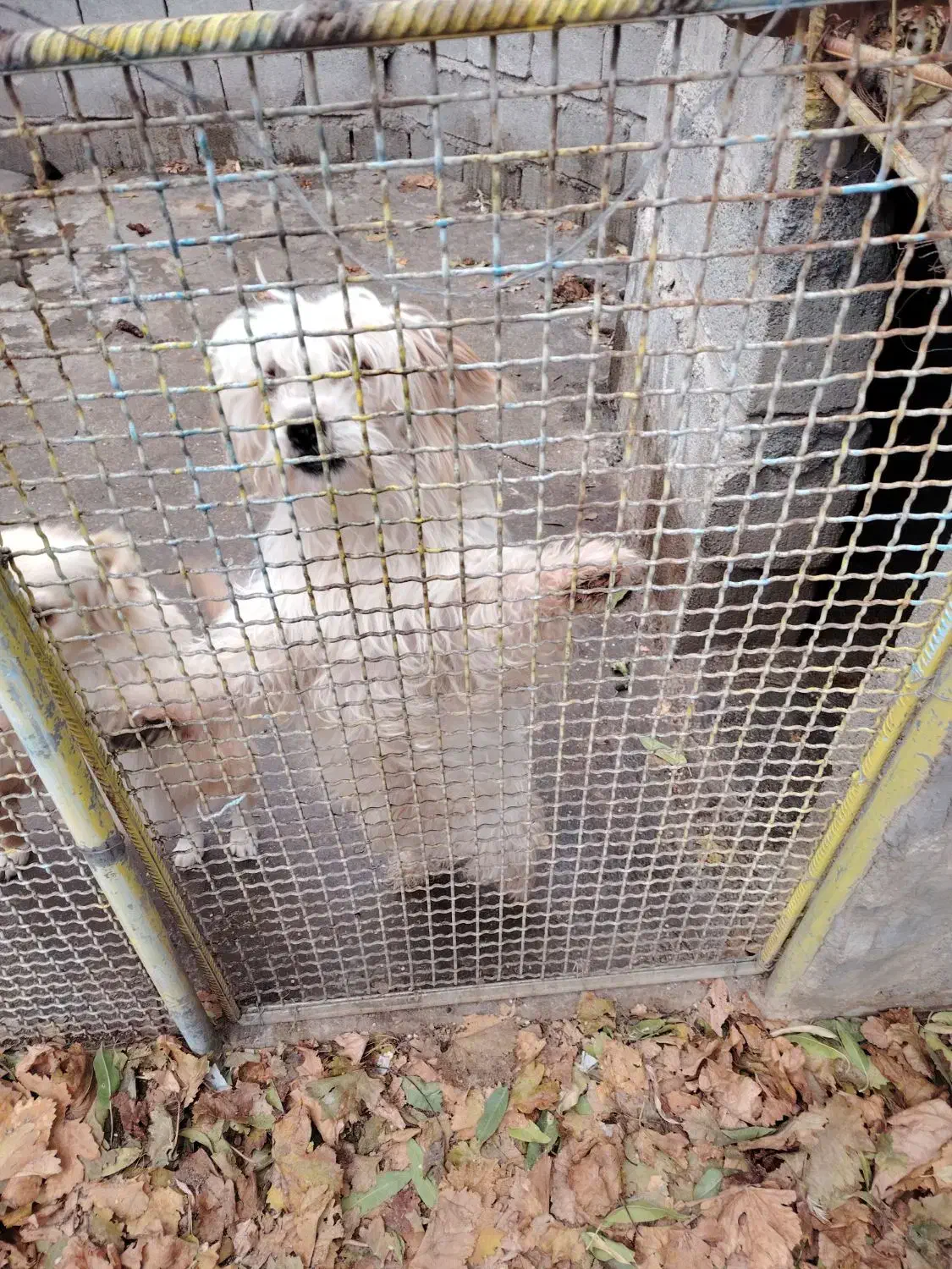 سگ پاپی|سگ|عسگران, |دیوار